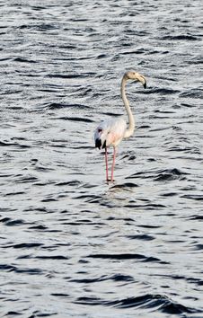 Flamingo Royalty Free Stock Photo Flamingo Royalty Free Stock Photo