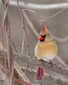 Female Cardinal Stock Photo