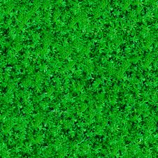 Seamless Texture. Green Meadow Grass. Royalty Free Stock Image