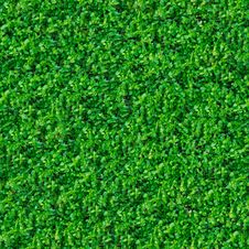 Seamless Texture. Green Meadow Grass. Stock Photo