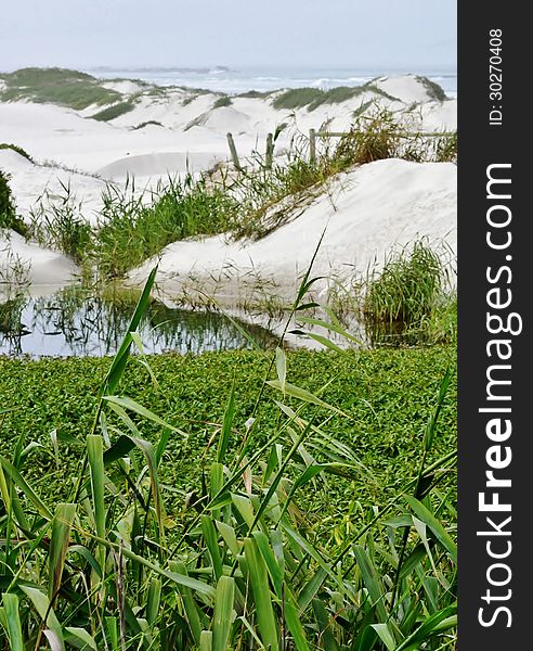 Landscape of reed grass and sand dunes. Landscape of reed grass and sand dunes