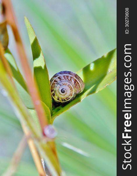 Macro image of snail on green leaf. Macro image of snail on green leaf