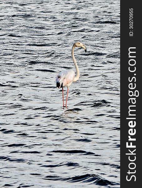 Lesser Flamingo feeding in the Milneton Lagoon in the morning