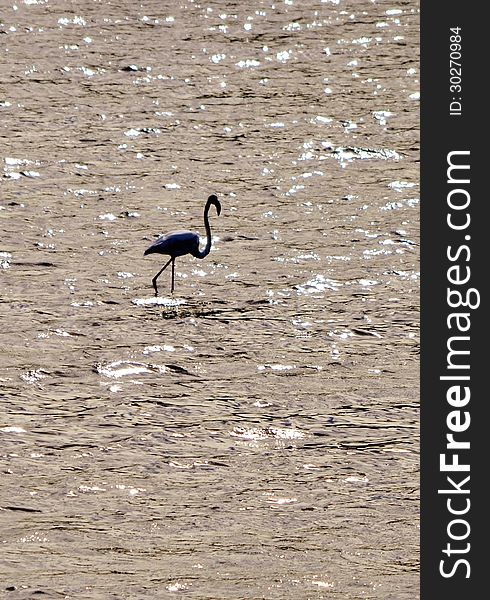 Lesser Flamingo feeding in the Milneton Lagoon in the morning