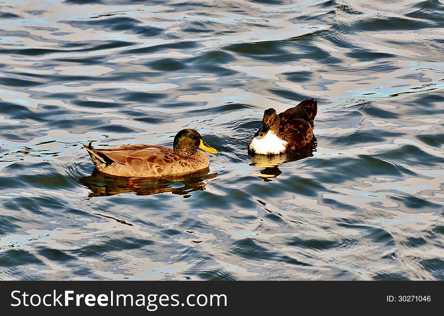 Close up of a pair of ducks on water. Close up of a pair of ducks on water