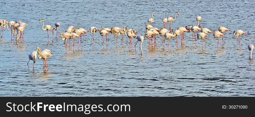 Lesser Flamingos feeding in the Milneton Lagoon in the morning