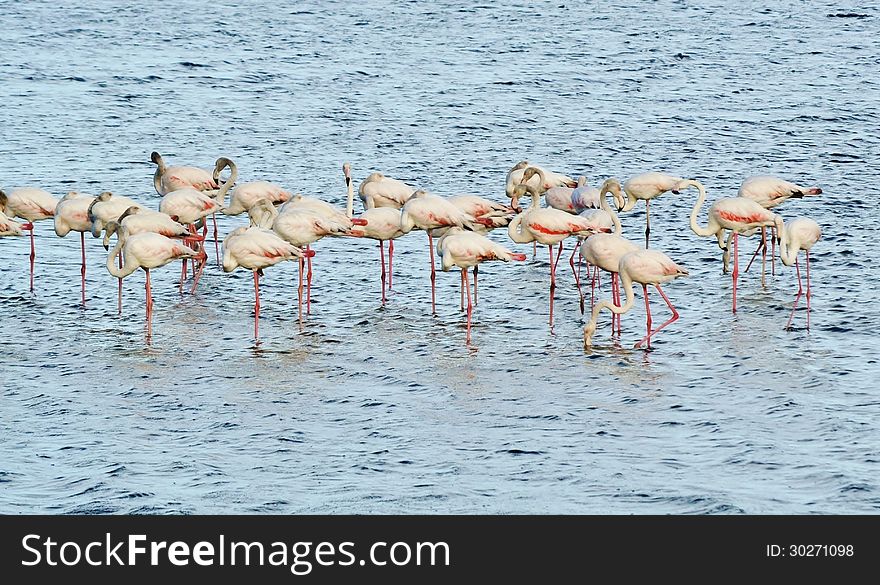 Lesser Flamingos feeding in the Milneton Lagoon in the morning