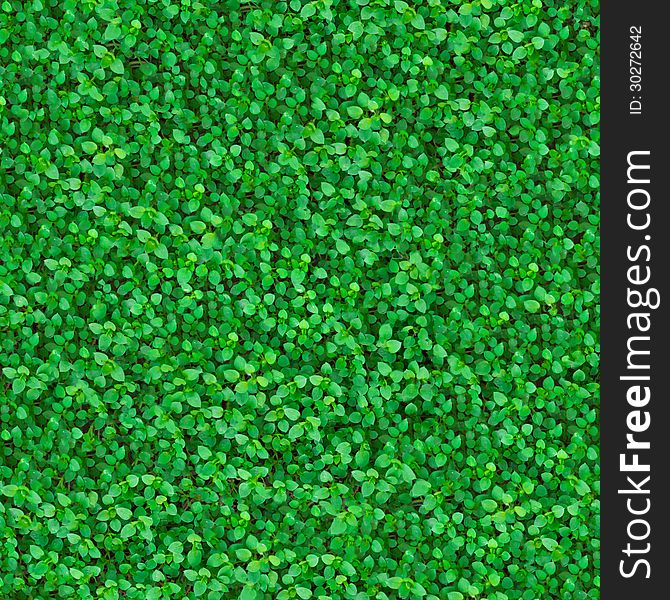 Green Meadow Grass. Seamless Texture.