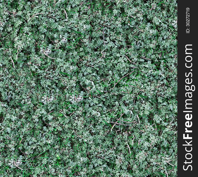 Seamless Tileable Texture of Sage-Brush. Seamless Tileable Texture of Sage-Brush.