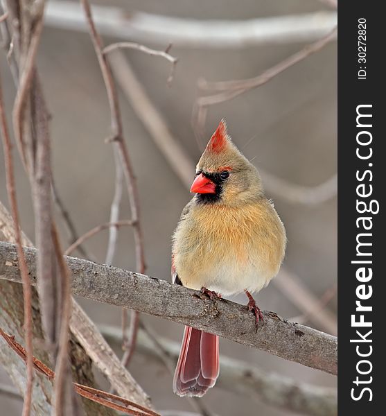 Female northern cardinal, Cardinalis cardinalis, on a tree branch. Female northern cardinal, Cardinalis cardinalis, on a tree branch