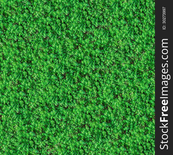 Seamless Tileable Texture of Green Meadow Grass. Seamless Tileable Texture of Green Meadow Grass.