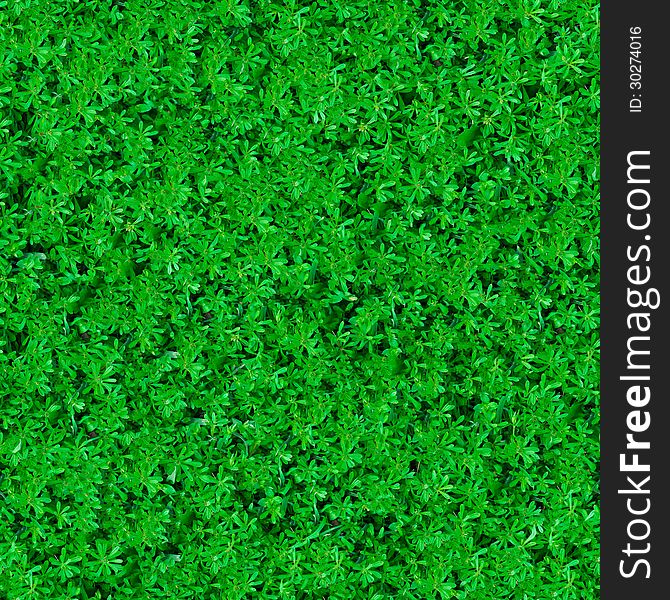 Seamless Texture. Green Meadow Grass.