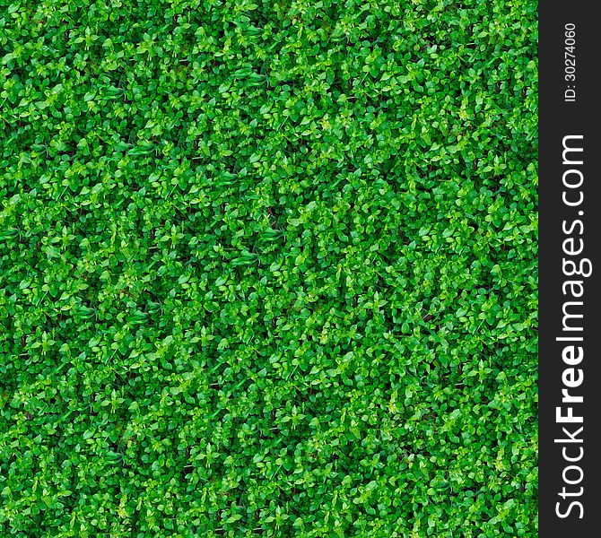 Seamless Texture. Green Meadow Grass.