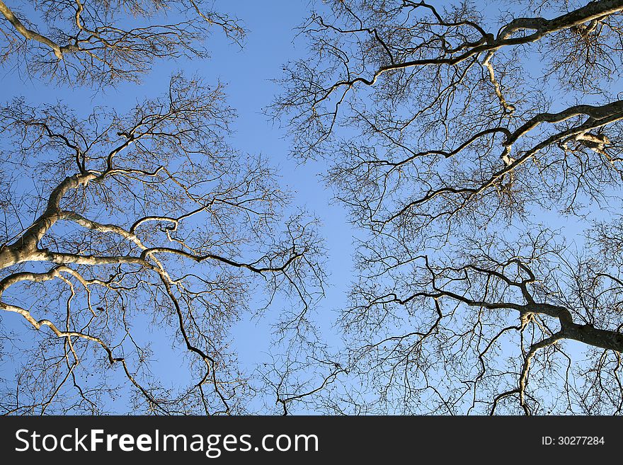 Branches of trees against blue sky, view from below. Branches of trees against blue sky, view from below