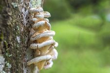 Tree Mushroom Stock Image