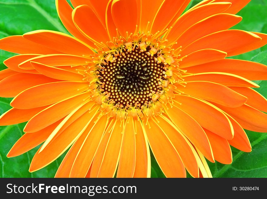 Close-up of Gerbera flower with fresh leaves. Close-up of Gerbera flower with fresh leaves.