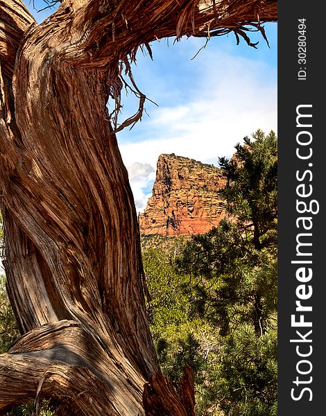 Juniper tree bark at Sedona. Juniper tree bark at Sedona