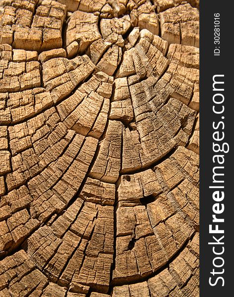 Old Wood Tree Design Juniper Background Texture