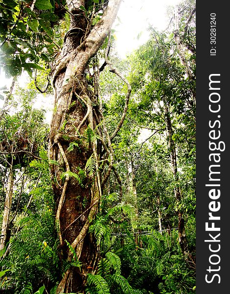 Tree in the middle of the Daintree Rainforest in Australia. Tree in the middle of the Daintree Rainforest in Australia.