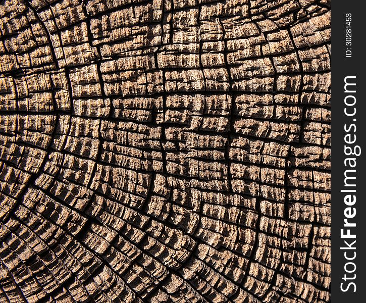 Abstract background of a cutaway tree trunk. Abstract background of a cutaway tree trunk