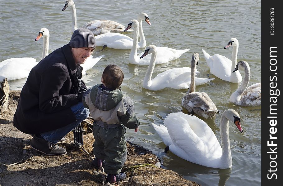 Father And Son Feeding Swans