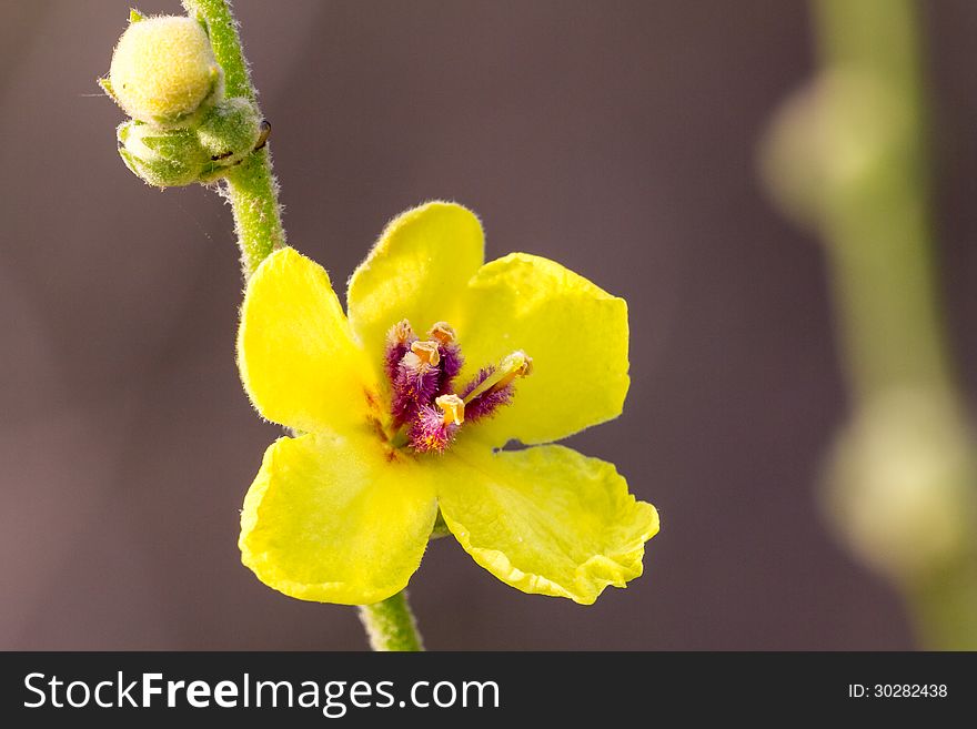 Beautiful flower