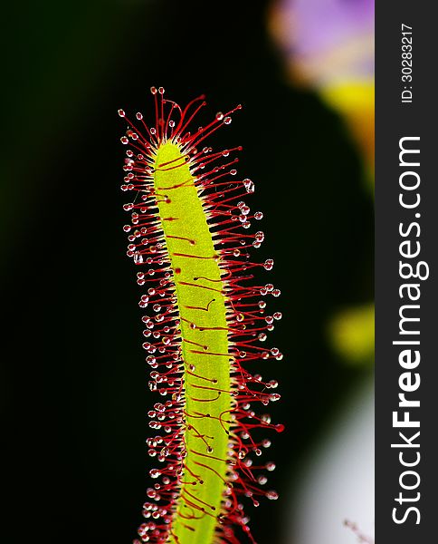 A carnivorous plant that attracts and capture insects with pretty-looking and sweet-smell sticky tentacles. A carnivorous plant that attracts and capture insects with pretty-looking and sweet-smell sticky tentacles.
