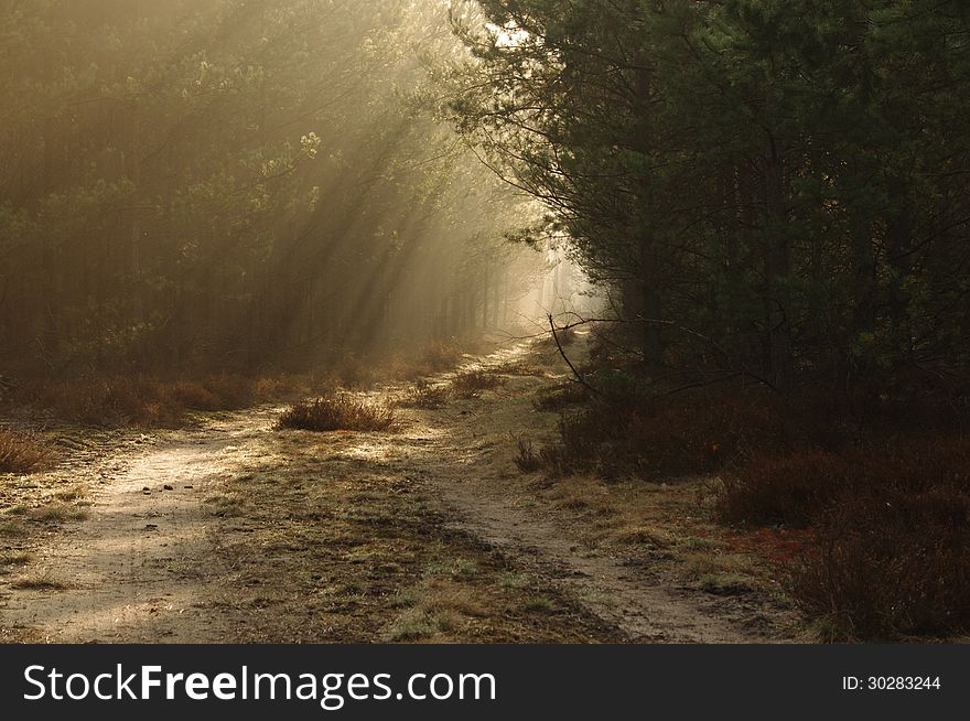 The photograph shows the road leading through the young forest sosonowy. Rises above the fog lightened rays of the morning sun. The photograph shows the road leading through the young forest sosonowy. Rises above the fog lightened rays of the morning sun.
