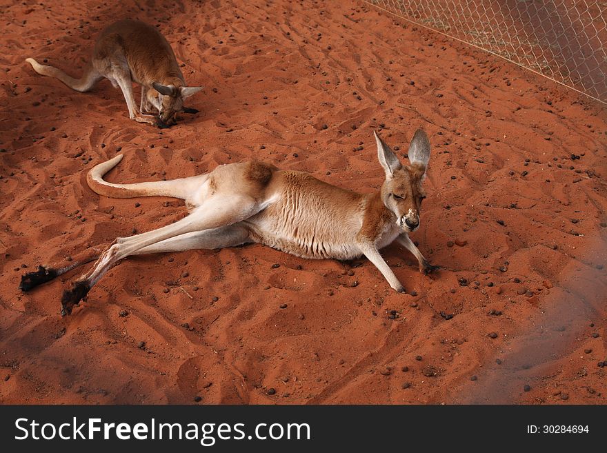 Kangaroo laying down inside an enclosure in the outback. Kangaroo laying down inside an enclosure in the outback