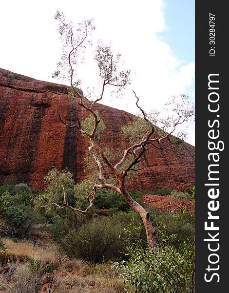 Tree found in near Ayers Rock in the Australian Outback