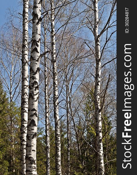 Trunks of birch trees against a blue sky in spring. Trunks of birch trees against a blue sky in spring