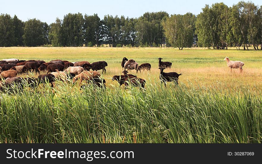 Flock of sheep grazes on a meadow.