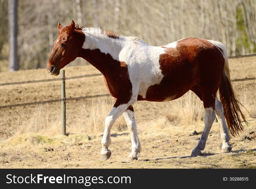 A beautiful white brown horse walking. A beautiful white brown horse walking