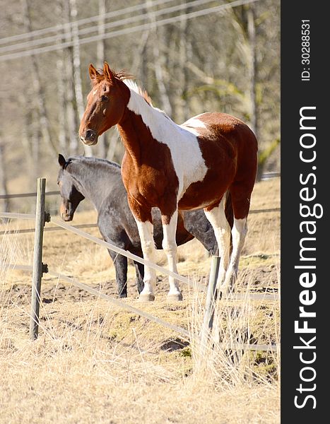 A beautiful white brown horse posing. A beautiful white brown horse posing