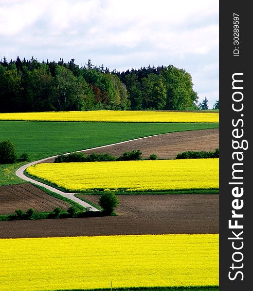 Rape-seed in spring with meadows