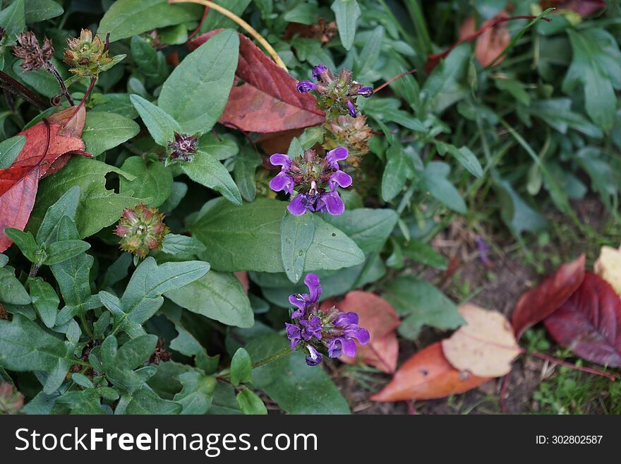 Plants in Germany. Prunella grandiflora blooms with purple flowers in October. Prunella grandiflora, the large-flowered selfheal, is an ornamental plant in the family Lamiaceae. Berlin, Germany. Plants in Germany. Prunella grandiflora blooms with purple flowers in October. Prunella grandiflora, the large-flowered selfheal, is an ornamental plant in the family Lamiaceae. Berlin, Germany