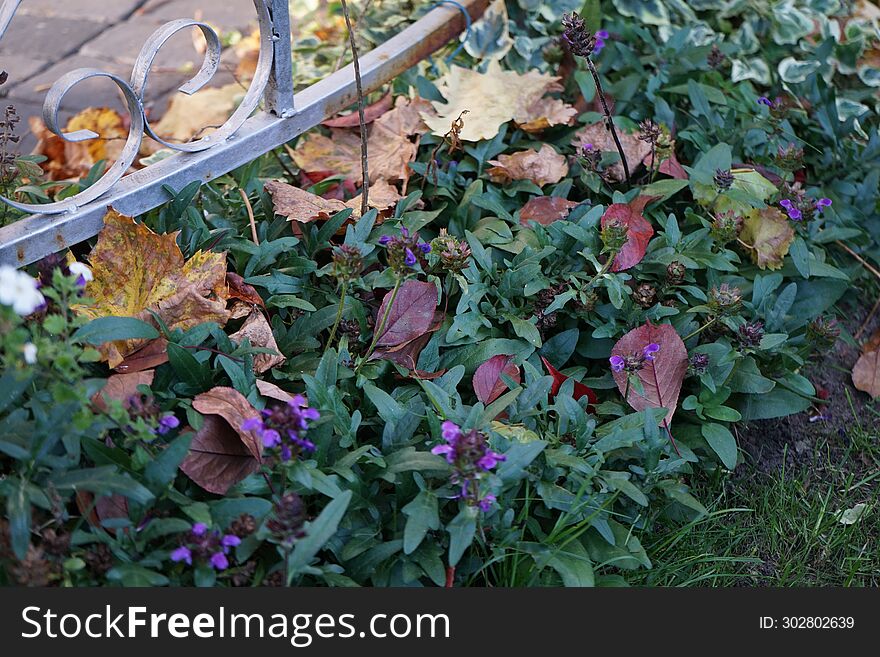 Prunella grandiflora blooms with purple flowers in October. Berlin, Germany