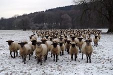 A Herd Sheep Royalty Free Stock Images