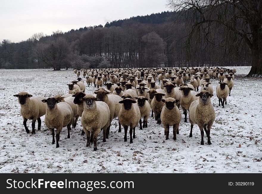 A herd sheep in winter on a meadow. All sheep look in the camera.