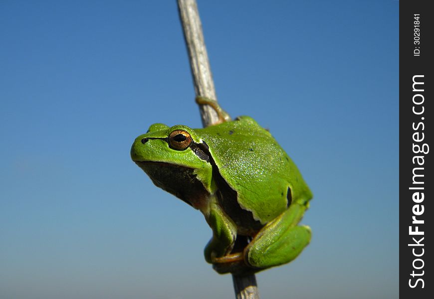 A tree frog on a stick. A tree frog on a stick