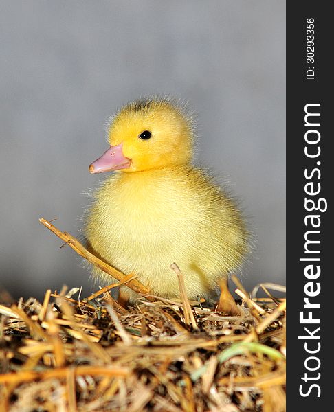 Duckling On A Straw