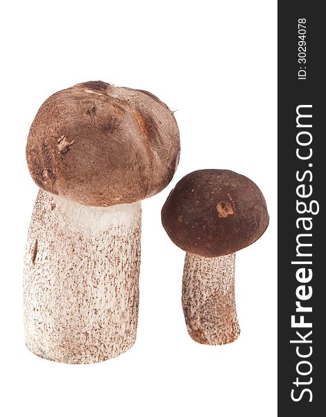 Two Mushrooms Isolated