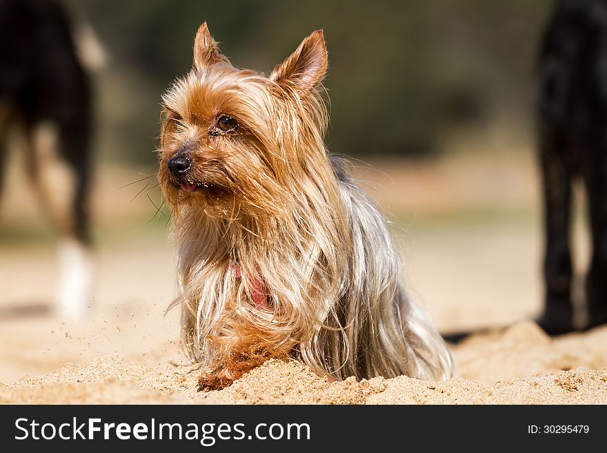 Young Yorkshire Terrier dog sitting on the sand