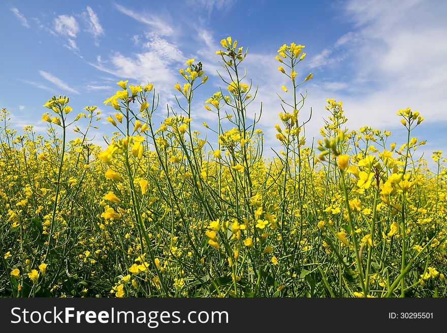 Rapeseed yellow flowers on the blue sky . I have additional format RAW of file for you . Rapeseed yellow flowers on the blue sky . I have additional format RAW of file for you .
