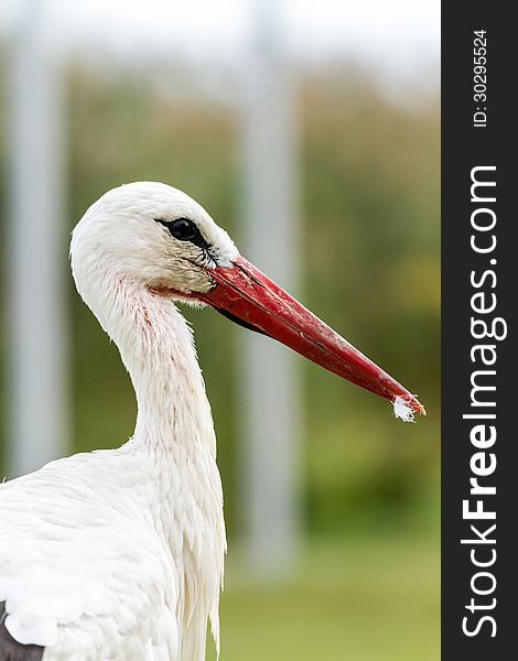 Portrait of a white stork