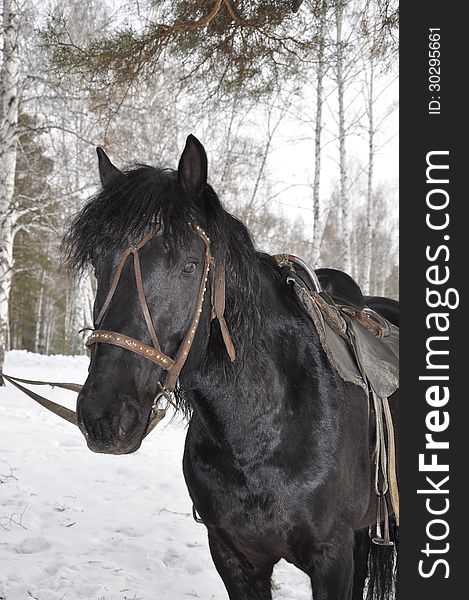 Black horse on the background of the winter forest. Black horse on the background of the winter forest.