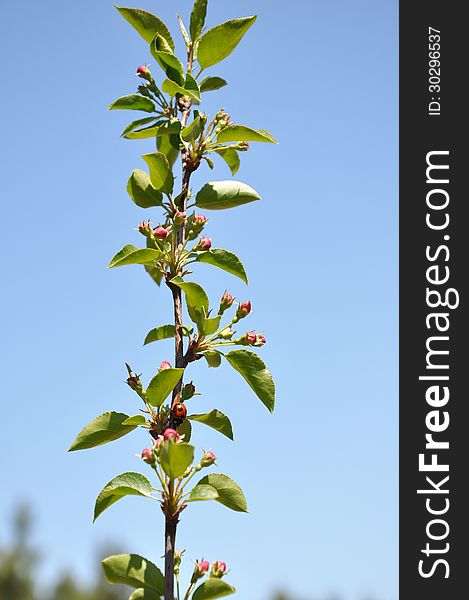 Young branches of apple spring against the sky. Young branches of apple spring against the sky.