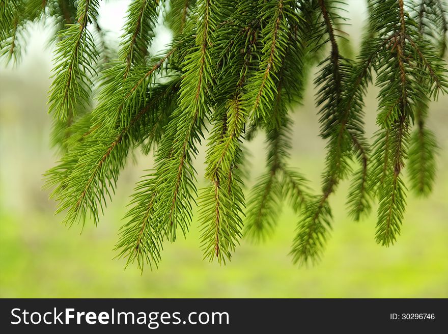 Pine needles in nature. Fresh air.