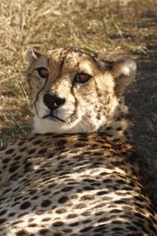 Cheetah Lying In The Shade Royalty Free Stock Photography Cheetah Lying In The Shade Royalty Free Stock Photography