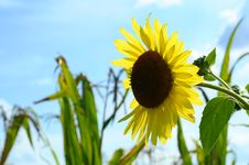 Single Sunflower In Corn Field Royalty Free Stock Image